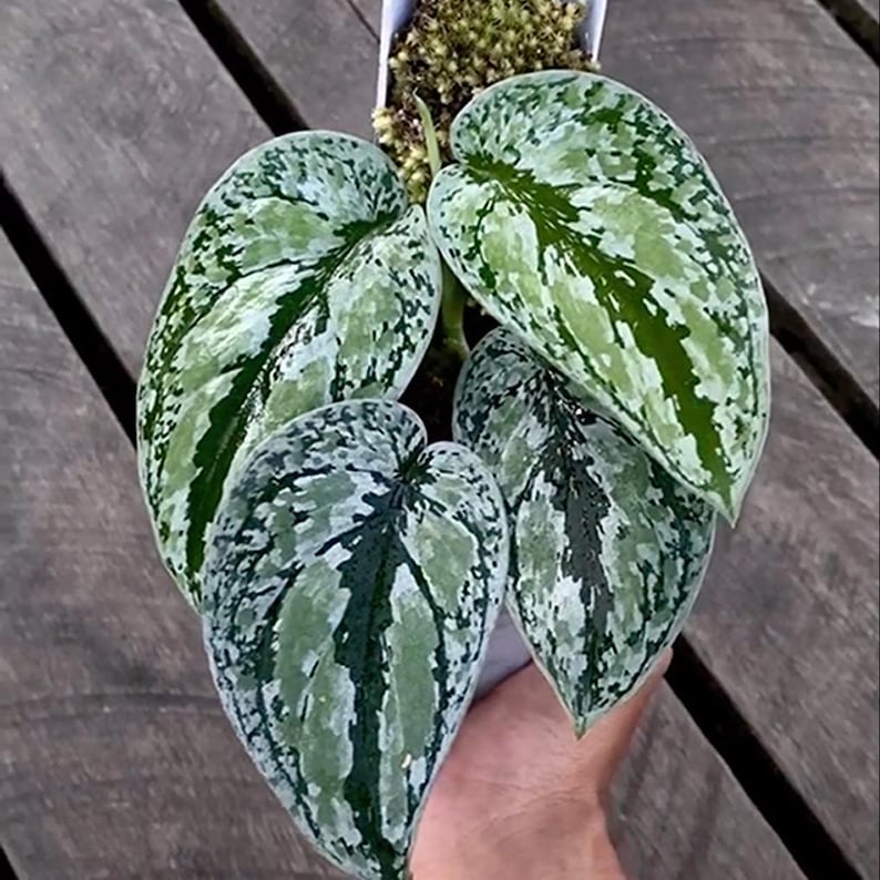 ScindapsusBorneo Scindapsus Tricollor