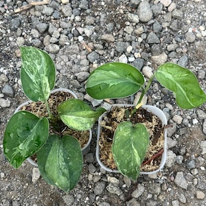 Scindapsus Senara Live Exotic Tropical Foliage Plant Indoor Outdoor Easy Care Aroid