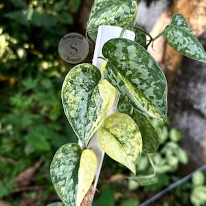 Scindapsus Geulis Live Exotic Tropical Foliage Plant Indoor Outdoor Easy Care Aroid