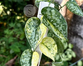 Scindapsus Green Emerald - Etsy