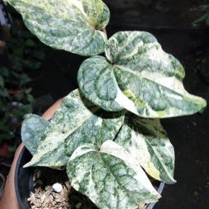 Piper Sylvaticum Variegated Rare Live Exotic Tropical Plant Indoor Outdoor Easy Care Unique Piperaceae