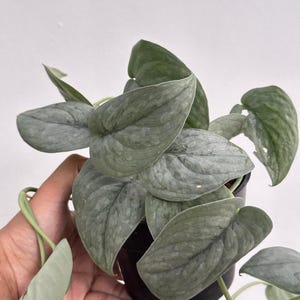 Scindapsus Silver Spot Plante vivante exotique à feuillage tropical Intérieur Extérieur facile d&#39;entretien Araceae