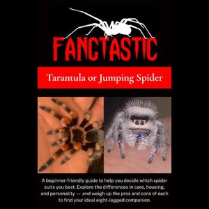 Tarantula or Jumping Spider