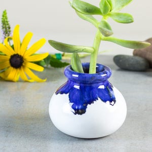 Puede incluir: Un pequeño macetero de cerámica blanca con un esmalte azul, que presenta una planta suculenta con hojas verdes.