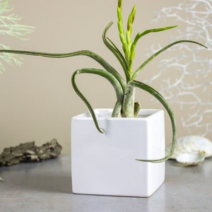 Puede incluir: Una planta de aire verde con hojas largas y rizadas y flores en ciernes se encuentra en una maceta cuadrada de cerámica blanca. La planta es de un color verde vibrante, y la maceta tiene un diseño limpio y moderno. Es un artículo decorativo.