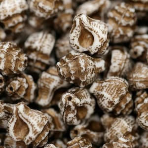 May include: A collection of small, shell-shaped beads featuring a textured brown base with white highlights. Each bead has a distinct spiral structure and a central hole, creating a uniform appearance across the group of individual pieces.
