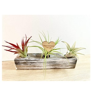 Luftpflanzen Display Stand – Minimalistischer Pflanzer aus Holz – Natur inspiriertes Geschenk für Pflanzenliebhaber und Gartenfans