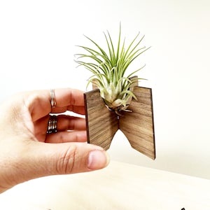 Luftpflanzenhalter aus Holz: Tillandsia Display, Schreibtisch Dekoration