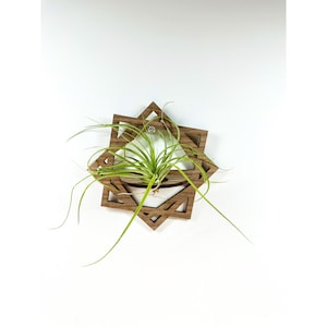 Op de afbeelding: Een houten wandbeplanting in de vorm van een ster met een groene luchtplant erin.