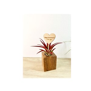 Unique Air Plant Gift – Small Wooden Plant Holder – Pet Safe Tillandsia Decor for Office or Home