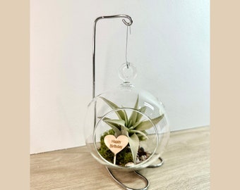 Regalo di buon compleanno Air Plant Globe Terrarium Regalo unico per lei o lui