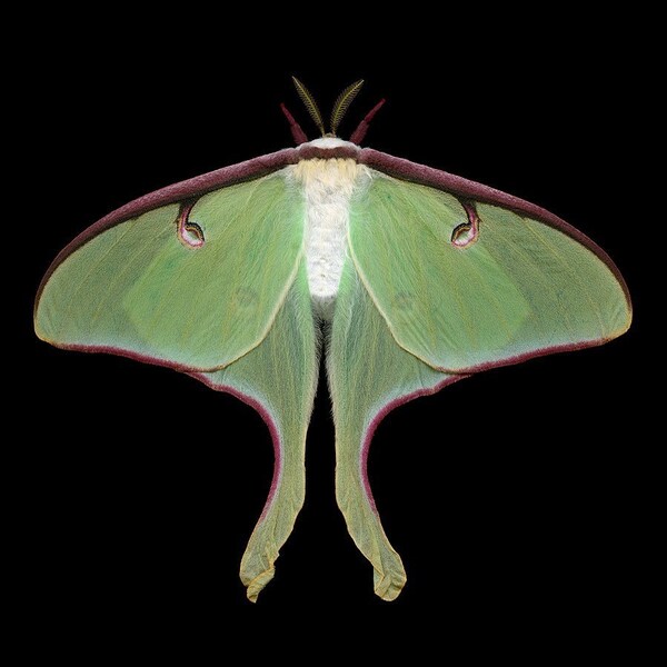 Luna Moth print - Actias luna (female)