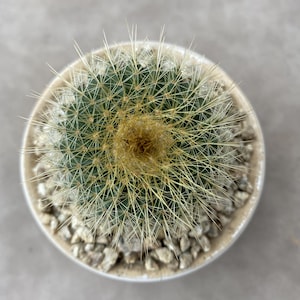 2&#39;&#39;, Parodia Chrysacanthion, Planta viva, Envío sin maceta, Cactus raro, Suculenta, Regalo para novia, Planta de interior y exterior