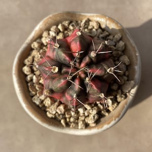 Gymnocalycium Friedrichii abigarrado de 4,5 cm, planta viva, se envía sin maceta, cactus raro, suculenta, regalo para novias, plantas de interior