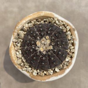 Gymnocalycium ragonesei de 2 pulgadas, planta viva, se envía sin maceta, cactus raro, suculenta, regalo para novias, plantas de interior y exterior.