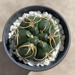 Gymnocalycium denudarum var. paraguayensis, cactus vivo de 2 pulgadas, cactus de alta calidad, suculenta rara, regalo de planta.