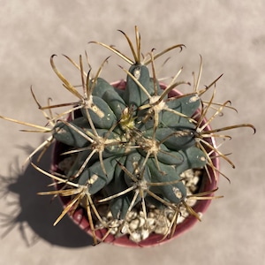 2&#39;&#39;, Planta viva, Envío sin maceta, Cactus raro, Suculenta, Regalo para novia, Plantas de interior