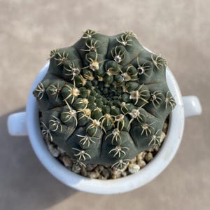 2&quot;, Gymnocalycium Quehlianum, Planta viva, Se envía sin maceta, Cactus raro, Suculenta, Regalo para novia, Interior