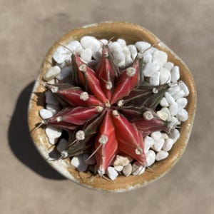 Gymnocalycium Mihanovichii abigarrado de 2&#39;&#39;, planta viva, se envía sin maceta, cactus raro, suculenta, regalo para novia, plantas de interior