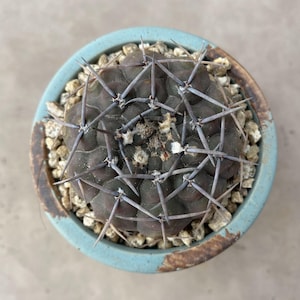 Gymnocalycium Riojense de 2&#39;&#39;, Planta viva, Envío sin maceta, Cactus raro, Suculenta, Regalo para novia, Planta de interior y exterior