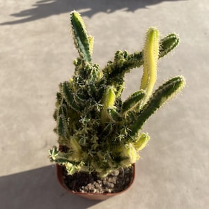 Cactus raro de 4&#39;&#39; Cereus Tetragonus &#39;Fairy Castle&#39;, planta viva, envío sin maceta.