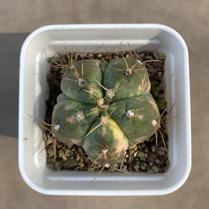 1.8&#39;&#39;, Gymnocalycium Horstii Variegata, Planta viva, Envío sin maceta, Cactus raro, Suculenta, Regalo