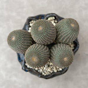 3&quot;, Reichocactus Reichei Y. Ito Cluster, Cactus Erizo Planta Viva, Envío Sin Maceta, Cactus Raro, Suculenta, Regalo para Novia, Interior