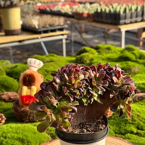 4 &#39;&#39; Crested Aeonium &#39;Velour&#39;, seltene Sukkulente