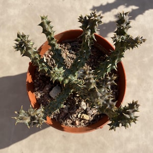 Racimo de Caralluma Lutea de 3&#39;&#39;, Planta viva, Envío sin macetas, Suculenta muy rara