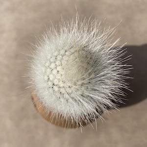 Parodia Scopa &#39;Cactus Bola Plateada&#39; de 2 pulgadas, planta viva, se envía sin maceta, cactus raro, suculenta, regalo para novias, plantas de interior y exterior.