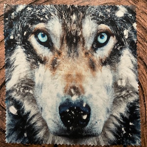May include: A fabric square with a detailed image of a wolf's face. The wolf has piercing blue eyes, with fur in brown, grey, and white tones. The design captures the essence of the wild, natural world.