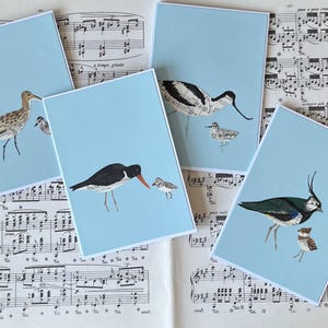 Conjunto de 4 tarjetas de aves zancudas dibujadas a mano sobre partitura: zarapito real, avoceta, ostrero, avefría, con polluelos.