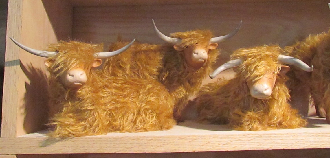 Scottish Highland Cattle Lying Down Etsy