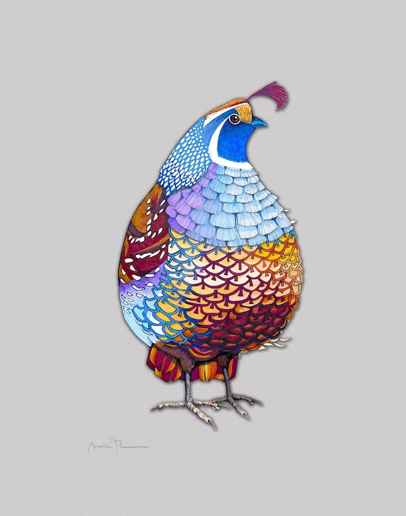 California Quail - The State Bird