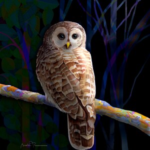 Barred Owl Giclee Print