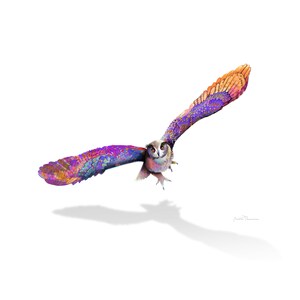 Tangerine Owl