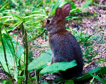 Surveying His Domain- fine art print, rabbit photography, wildlife photography, bunny photo, nature photo, nursery art, wall art, home decor