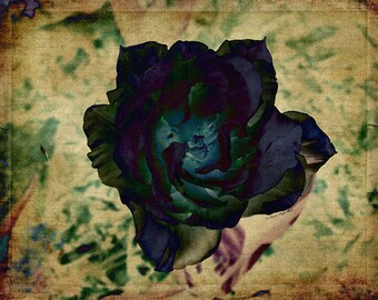 The Order of the Rose- mixed media- fine art photography- altered art- photo montage- collage- flower art -wall art- home decor- rose art