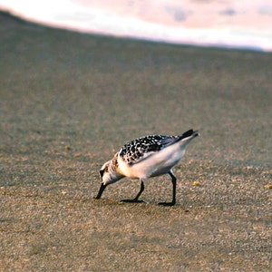 May include: A sandpiper bird with black and white speckled markings on its back and wings, foraging on a sandy beach. The bird has a long, slender beak and black legs, with the ocean visible in the background.