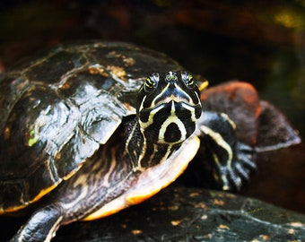 Underwater Turtle- fine art photography- turtle photography- underwater photography- wall art- home decor- office decor-childrens room decor