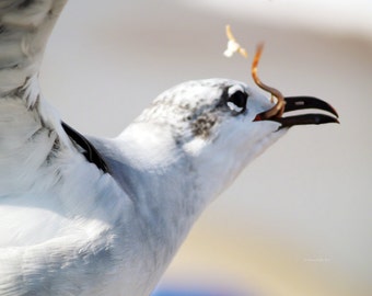 Gotcha- fine art print- fine art photography- seagull photography- bird photography- beach photography- wall art- home decor- children's art