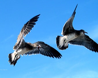 Synchronized Flying- fine art print- fine art photography- seagull photography- bird photography- wall art- home decor- beach cottage decor