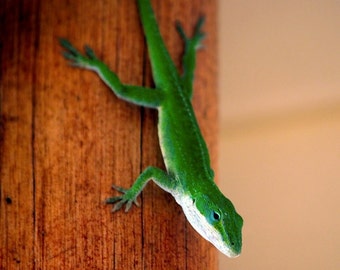 I See You Too- fine art print- fine art photography- gecko photography- nature photography- nursery wall art- home decor- wall art- lizard