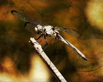 On the Wings of Dragonflies- Mixed Media photograph - photo collage- fine art print- photo montage- home decor- office art- wall art- gift