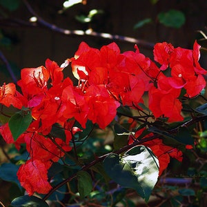 Red Bougainvillea- fine art print- flower photography- fine art photography- botanical photography- wall art- home decor- office decor- gift
