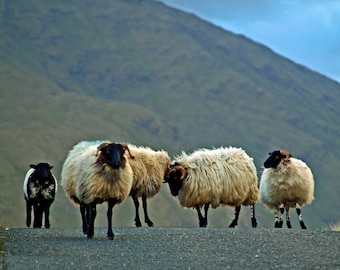 You're on Our Turf Now - Fine Art Photography- fine art print- sheep photography- Ireland photography- home decor- nursery art- wall art