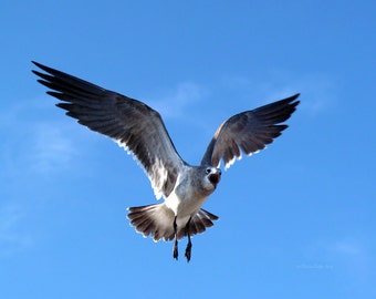 Solo Flight- fine art photography- fine art print- bird photography- seagull photography- wild life photography- wall art- home decor- gift