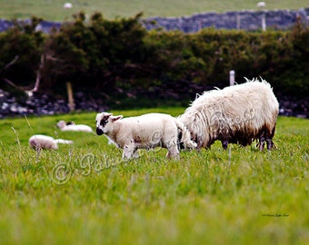 Mary Had a Little Lamb- Ireland- sheep photography- nature photography- animal photography- Ireland photography- home decor- wall art