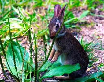 Bunny Snacks- fine art print-fine art photography-nature photography-wildlife photography-wall art-nursery art-home decor-rabbit photography