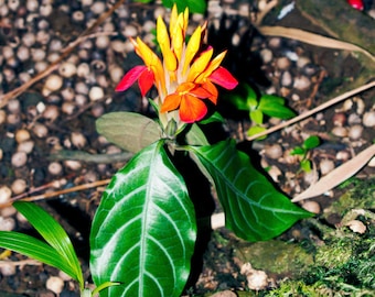 Fiery Spike- fine art photography- tropical flower photography- botanical photography- Acanthaceae- wall art- home decor- office decor- gift